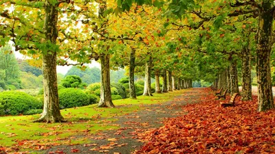 Осень красивые картинка #531761 - Обои осень, фото, осенние картинки,  скачать обои осени 1920x1080 - скачать