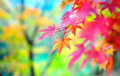 Обои осень, листья, краски осени картинки на рабочий стол, раздел природа -  скачать