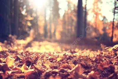 золотой осенний пейзаж бабье лето Фото Фон И картинка для бесплатной  загрузки - Pngtree
