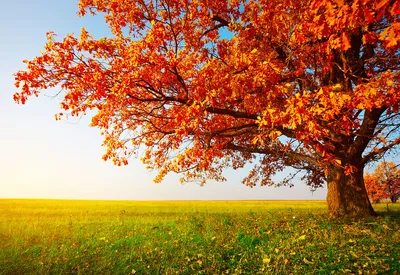 Картины Деревья \"Осенний дуб\" - арт 009004021 | Купить в интернет-магазине  Фото в дом - Фото в дом