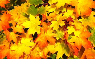 Картинка Осенние листья кленовые » Осень картинки скачать бесплатно (353  фото) - Картинки 24 » Картинки 24 - скачать картинки бесплатно