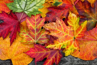 Картинки осенние листья клена - 62 фото