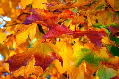 Фото Осенние листья клена