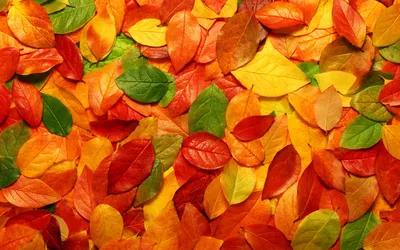 Разноцветные красивые осенние листья - Creative Photos for Business and  Human Development