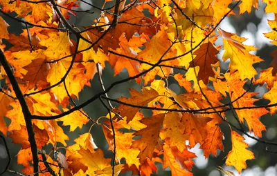 Обои осень, листья, свет, ветки, желтые, кленовые, краски осени, осенние  листья картинки на рабочий стол, раздел природа - скачать
