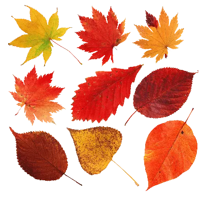 Картинки осенних листьев для детей (37 фото) — Забавник