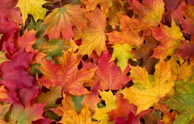 Обои autumn, leaves, осенние листья картинки на рабочий стол, раздел  текстуры - скачать