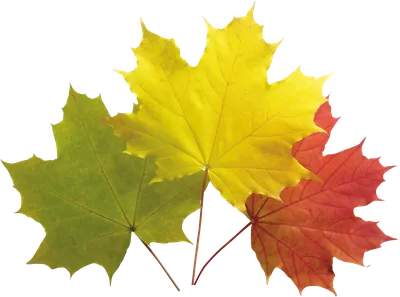 Осенние листья картинка #391840 - Осенние листья PNG фото - скачать