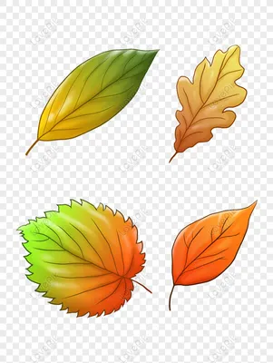 свободно Осенние листья коммерческий материал PNG \u0026 TIF изображения скачать  _ размер 1024 × 1369 px, ID 832337883 - Lovepik