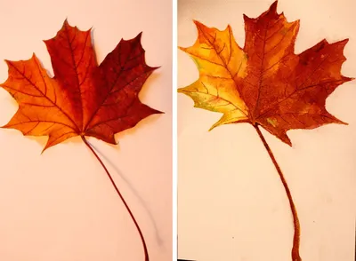 Рисуем с детьми осенние листья акварельными красками (поэтапные фото) | Осенние  листья, Листья, Осень