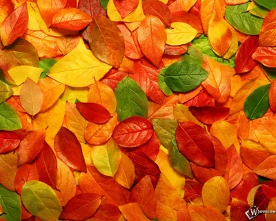 Скачать обои Осенние листья (Осень, Листья) для рабочего стола 1280х1024  (5:4) бесплатно, Фото Осенние листья Осень, Листья на рабочий стол. |  WPAPERS.RU (Wallpapers).