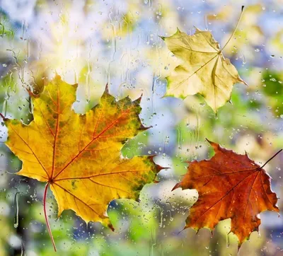 Фото Осенние листья на стекле