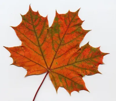 Картинки осенние листья клена - 62 фото