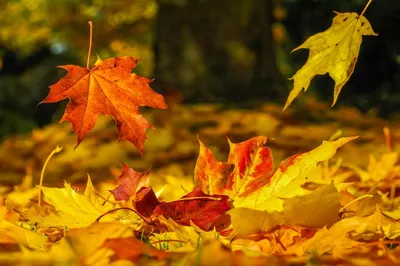 Осенние листья листопад - 53 фото