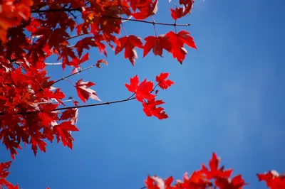 картинки : осенние листья, Красный, голубое небо, кленовые листья,  Энергичный, Осень, цветущее растение, дерево, филиал, Клен, кленовый лист,  Древесное растение, Black maple, Ветка, цветок, весна, Лиственный, Стебель  растения, Солома 3008x2000 - ljwong -