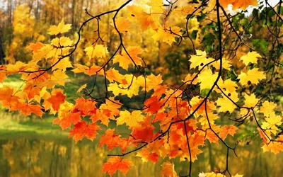 Картинка Осенние листья клена » Осень картинки скачать бесплатно (353 фото)  - Картинки 24 » Картинки 24 - скачать картинки бесплатно