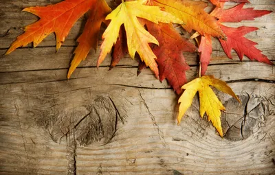 Обои листья, доски, осенние листья картинки на рабочий стол, раздел природа  - скачать
