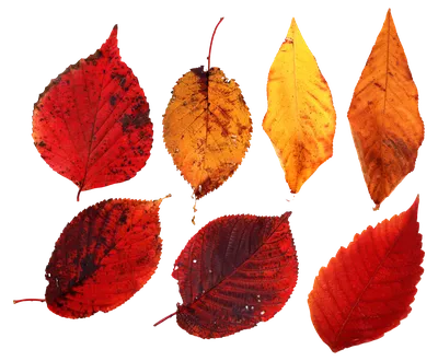 Осенние листья - Листья - Картинки PNG - Галерейка