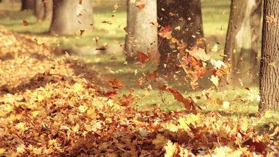 Осенние листья картинка #391826 - Осенние листья (40 фото) - скачать