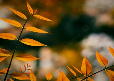 Осенние листья с эффектом глубины Фон, осень, Листья, эффект глубины фон  картинки и Фото для бесплатной загрузки