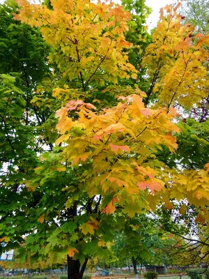 Фото Осенние листья в городе Вилейка