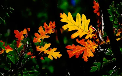 Обои Осенние листья, картинки - Обои на рабочий стол Осенние листья картинки  из категории: Природа