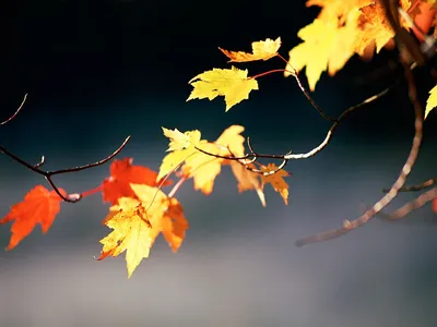 Осенние листья скачать фото обои для рабочего стола (картинка 1 из 6)