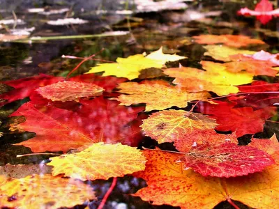 Обои на Рабочий стол - Фото :: Осень :: Осенние листья на воде :: Страница  67