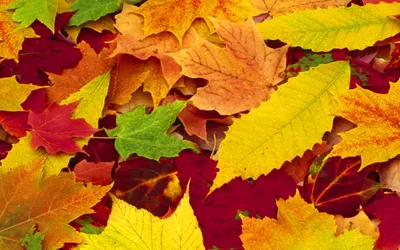 Картинка Разноцветные осенние листья » Осень картинки скачать бесплатно  (353 фото) - Картинки 24 » Картинки 24 - скачать картинки бесплатно