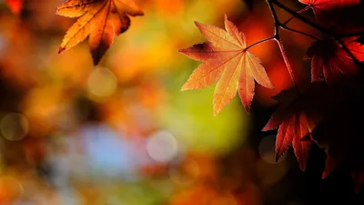 Осенние листья обои - 64 фото