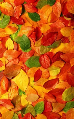 осень. листья. | Осенние картинки, Художественные идеи, Осенние портреты