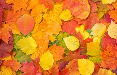 Обои фон, autumn, leaves, осенние листья картинки на рабочий стол, раздел  текстуры - скачать