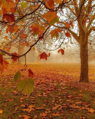 Фото Осенние деревья в легком утреннем тумане