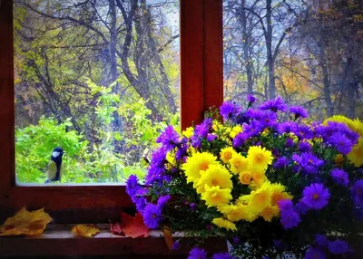 Осенние цветы на окне - 64 фото