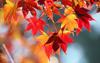 Осенние листья обои - 67 фото