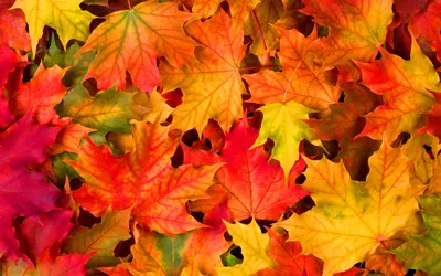 Картинка Листья осенние » Осень картинки скачать бесплатно (353 фото) -  Картинки 24 » Картинки 24 - скачать картинки бесплатно