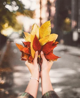 Осенние листья в руках - фото и картинки: 60 штук