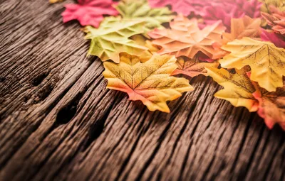 Обои осень, листья, фон, дерево, wood, background, autumn, leaves, осенние,  maple картинки на рабочий стол, раздел текстуры - скачать