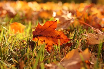Осенние листья - 64 фото
