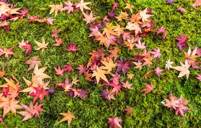 Обои осень, трава, листья, фон, colorful, grass, background, autumn,  leaves, осенние, maple картинки на рабочий стол, раздел текстуры - скачать