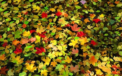 Картинка Разноцветные осенние листья » Осень картинки скачать бесплатно  (276 фото) - Картинки 24 » Картинки 24 - скачать картинки бесплатно