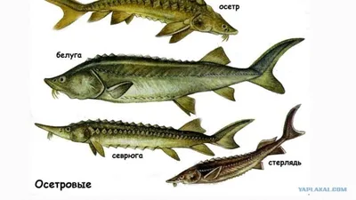 Виды черной икры: белуга, осетр, севрюга, стерлядь - Бізнес новини Полтави