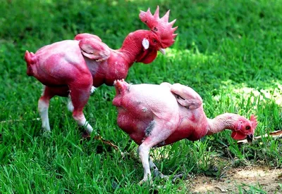 Израильская лысая курица: 34 года безумной селекции и вот результат —  голенькие курочки | Книга животных | Дзен