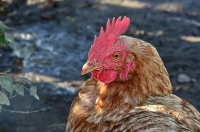 REBEL ощипанные цыплята: купить с доставкой из Европы на AuAu.market -  (13850348950)