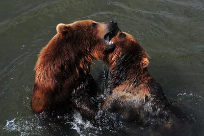 Скачать обои оскал, медведи, ©Tambako The Jaguar, пасть, пара, раздел  животные в разрешении 1082x1922