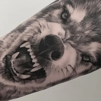 Татуировка волк - Тату Салон Екатеринбург