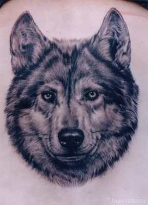 Рисунки оскала волка для срисовки (72 фото)