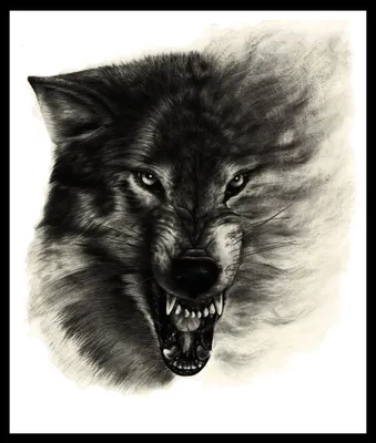 Тату волк с оскалом - символ силы и свободы - fotovam.ru