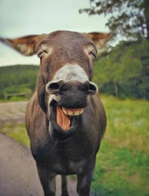 38 доказательств, что животные умеют радоваться жизни даже лучше нас |  Smiling animals, Happy animals, Funny animals