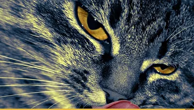 Мой кот^^ / красивые картинки :: фото :: фот :: ajnj :: котейка :: кот ::  котэ (прикольные картинки с кошками) / картинки, гифки, прикольные комиксы,  интересные статьи по теме.